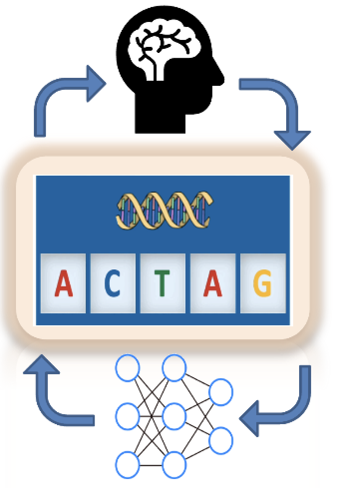 Deep flanking sequence engineering for efficient promoter design using DeepSEED