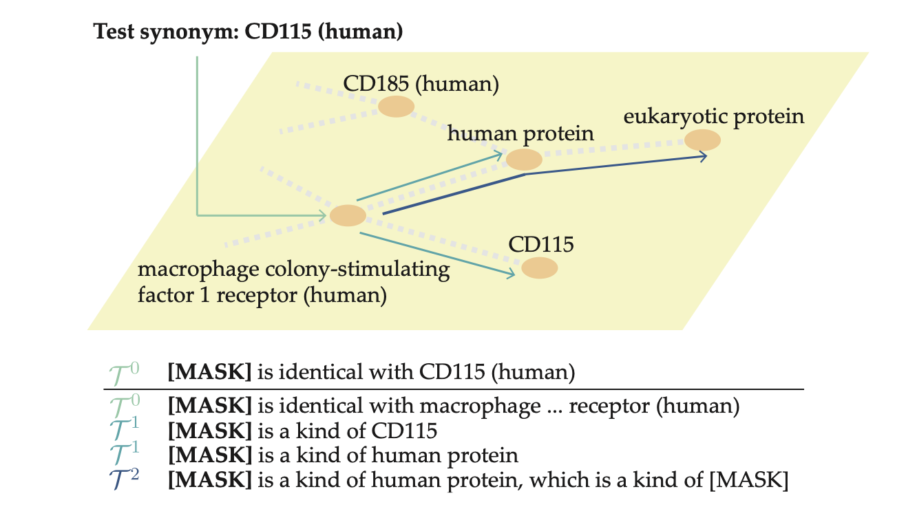 GraphPrompt: Graph-Based Prompt Templates for Biomedical Synonym Prediction