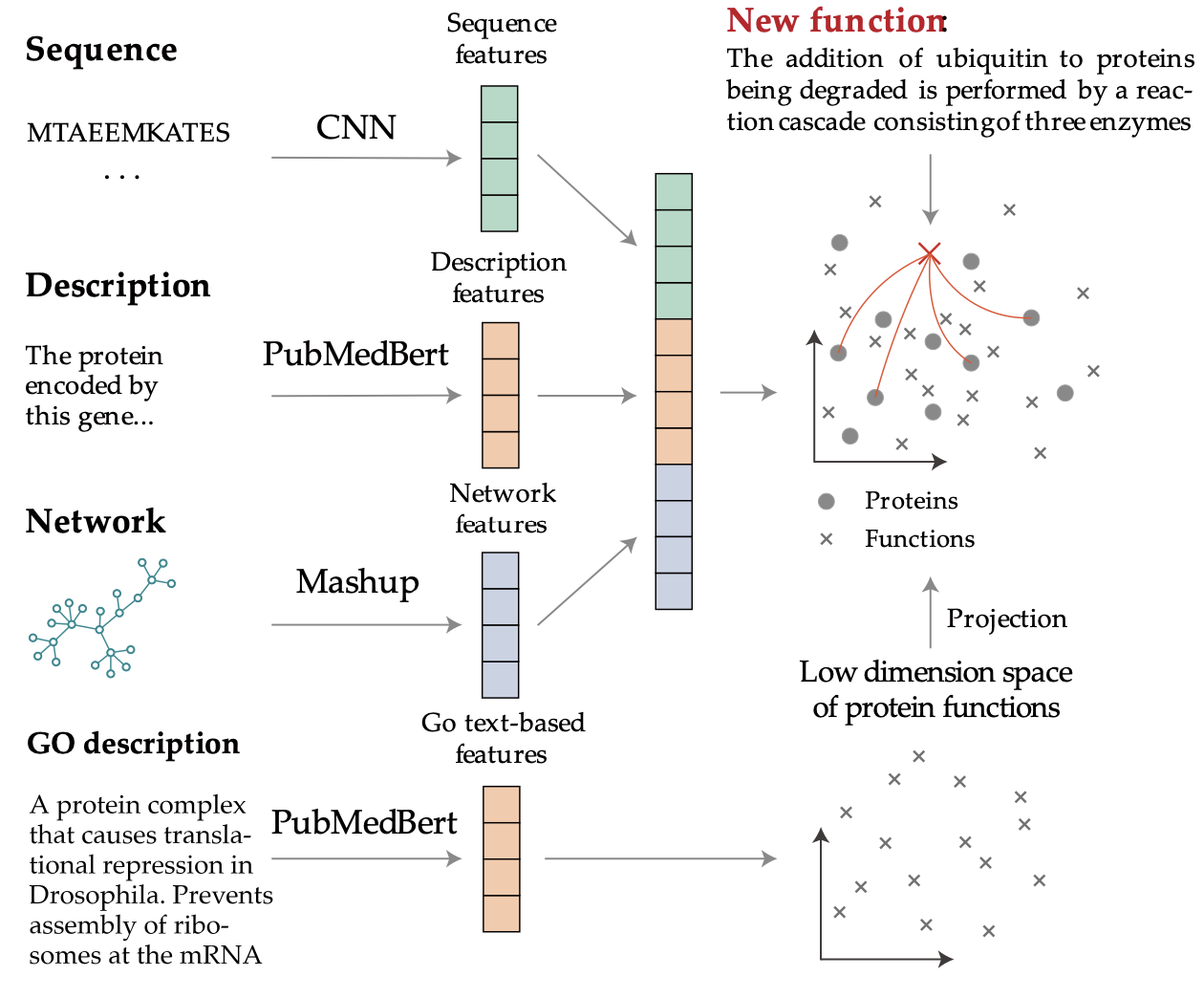 ProTranslator: zero-shot protein function prediction using textual description